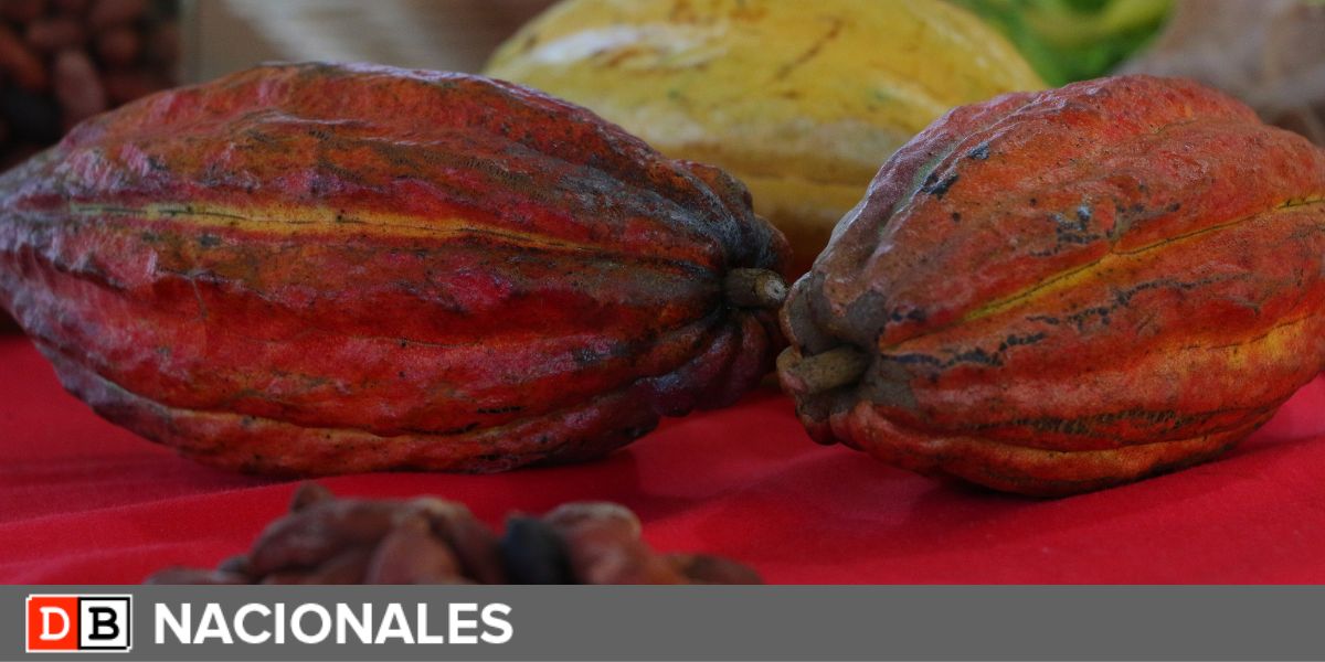 Incrementa productividad del sector cacaotero en Nicaragua