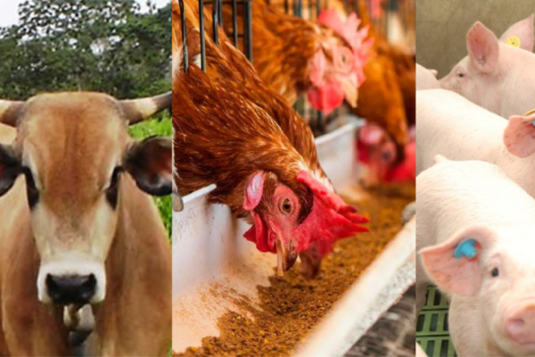 Nicaragua con excelentes resultados de la producción pecuaria en 2022