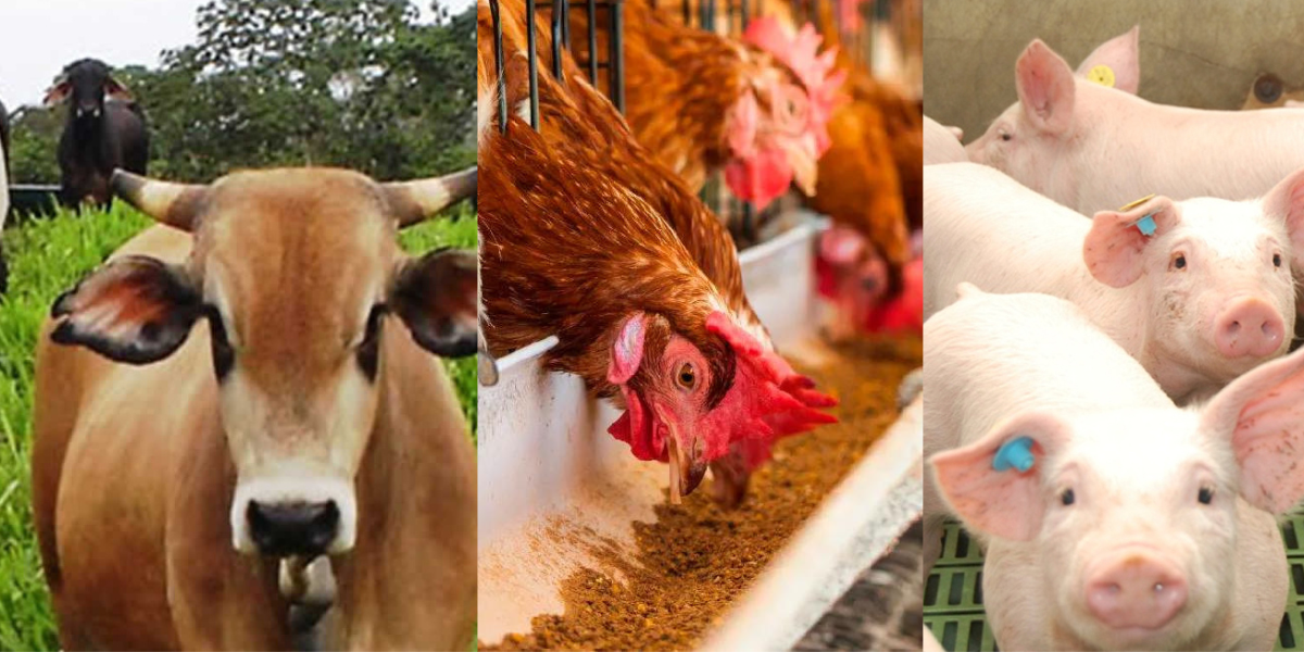 Nicaragua con excelentes resultados de la producción pecuaria en 2022