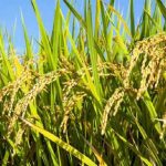 Producción de arroz genera 6.1 millones de quintales en Nicaragua
