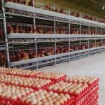 Bolivia activa emergencia sanitaria por brote de gripe aviar