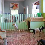 Mi Mascota, Mi Amigo, el voluntariado desarrollado por el Movimiento Ambientalista Guardabarranco