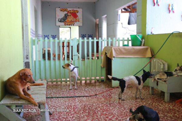 Mi Mascota, Mi Amigo, el voluntariado desarrollado por el Movimiento Ambientalista Guardabarranco