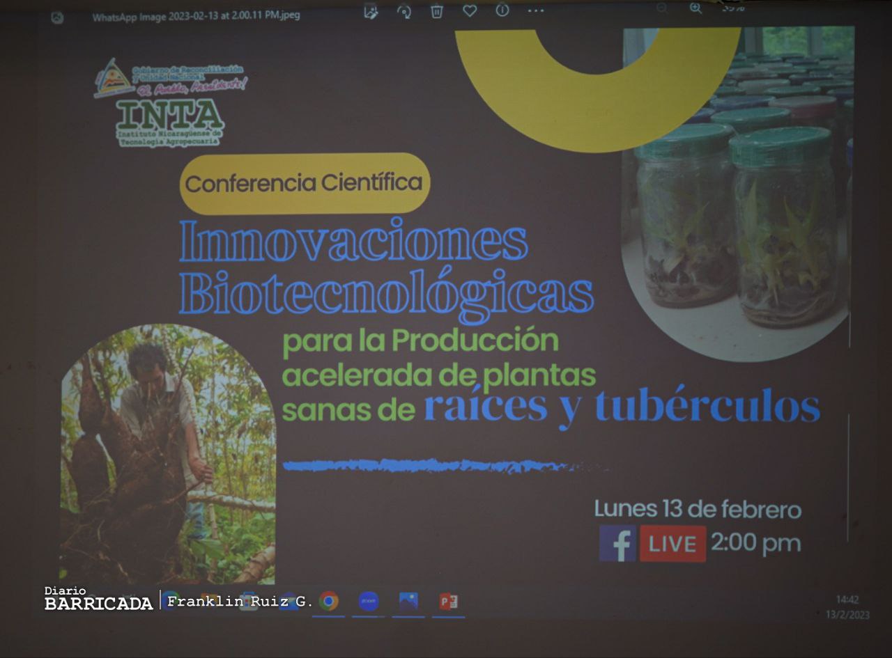 Innovaciones biotecnológicas fortalecen producción de raíces y tubérculos