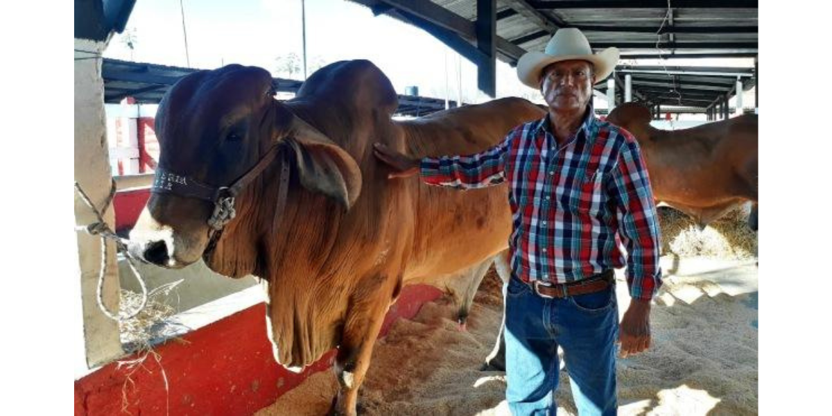 Importantes ferias agropecuarias se realizarán en Nicaragua