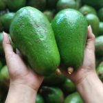 Finca Mirazul del Llano destaca por innovaciones en cultivo del aguacate