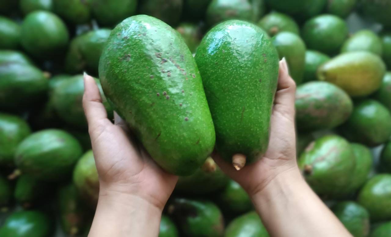 Finca Mirazul del Llano destaca por innovaciones en cultivo del aguacate