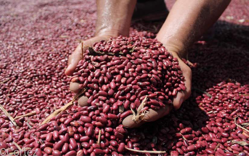 Producción de frijol rojo nicaragüense genera 4.8 millones de quintales