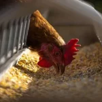 Nicaragua firme en la aplicación de medidas para la prevención de la gripe aviar