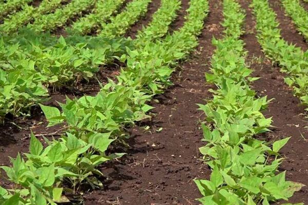 Manejo agroecológico de cultivos, un aliado para enfrentar el cambio climático en el corredor seco