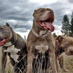 Edwin Sánchez: Pitbull o la exposición de personas al peligro