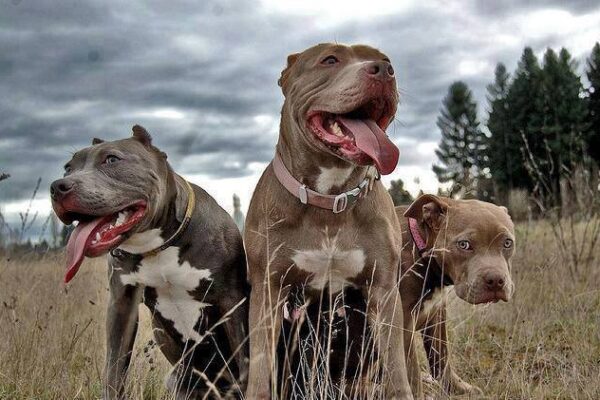 Edwin Sánchez: Pitbull o la exposición de personas al peligro