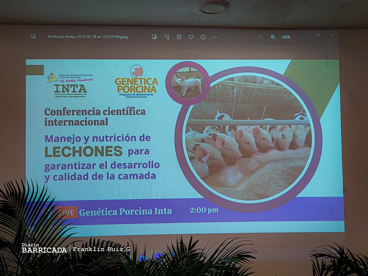 Nicaragua garantiza desarrollo y calidad de la producción porcina