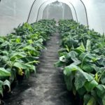 Nuevo centro de Tecnologías Agropecuarias fortalece los procesos de cultivo en el Departamento de Rivas
