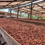 Cacao Oro, una empresa con plantaciones sostenibles certificadas