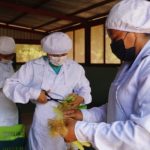 Mujeres en Chinandega aportan a la economía local a través de la producción de chilote