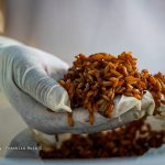 Inicia primera jornada 2023 de aplicación de biorat en Managua