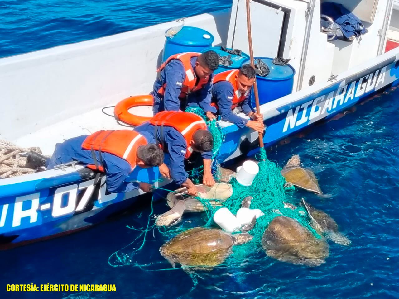Fuerza Naval libera tortugas en El Viejo
