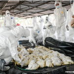 Nicaragua sigue ejecutando acciones para la Prevención de Influenza Aviar