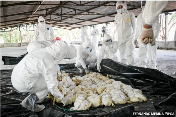 Nicaragua sigue ejecutando acciones para la Prevención de Influenza Aviar