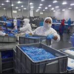 Camaronera nicaragüense se prepara para enviar gran cantidad de camarones a China
