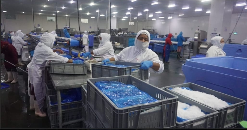 Camaronera nicaragüense se prepara para enviar gran cantidad de camarones a China