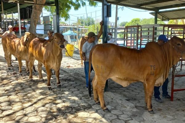 Celebrarán Ferias sobre ganadería genética bovina en 6 departamentos de Nicaragua