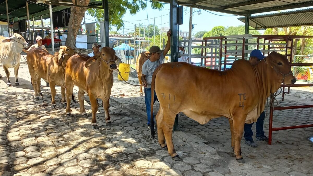 Celebrarán Ferias sobre ganadería genética bovina en 6 departamentos de Nicaragua