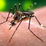 Crisis de dengue en Argentina: al menos 35 muertos y más de 41.000 infecciones