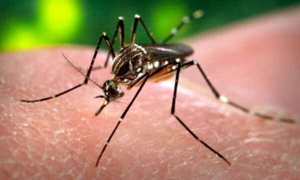 Crisis de dengue en Argentina: al menos 35 muertos y más de 41.000 infecciones