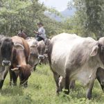 INTA celebra conferencia científica sobre Ganadería Bovina y los desafíos del cambio climático