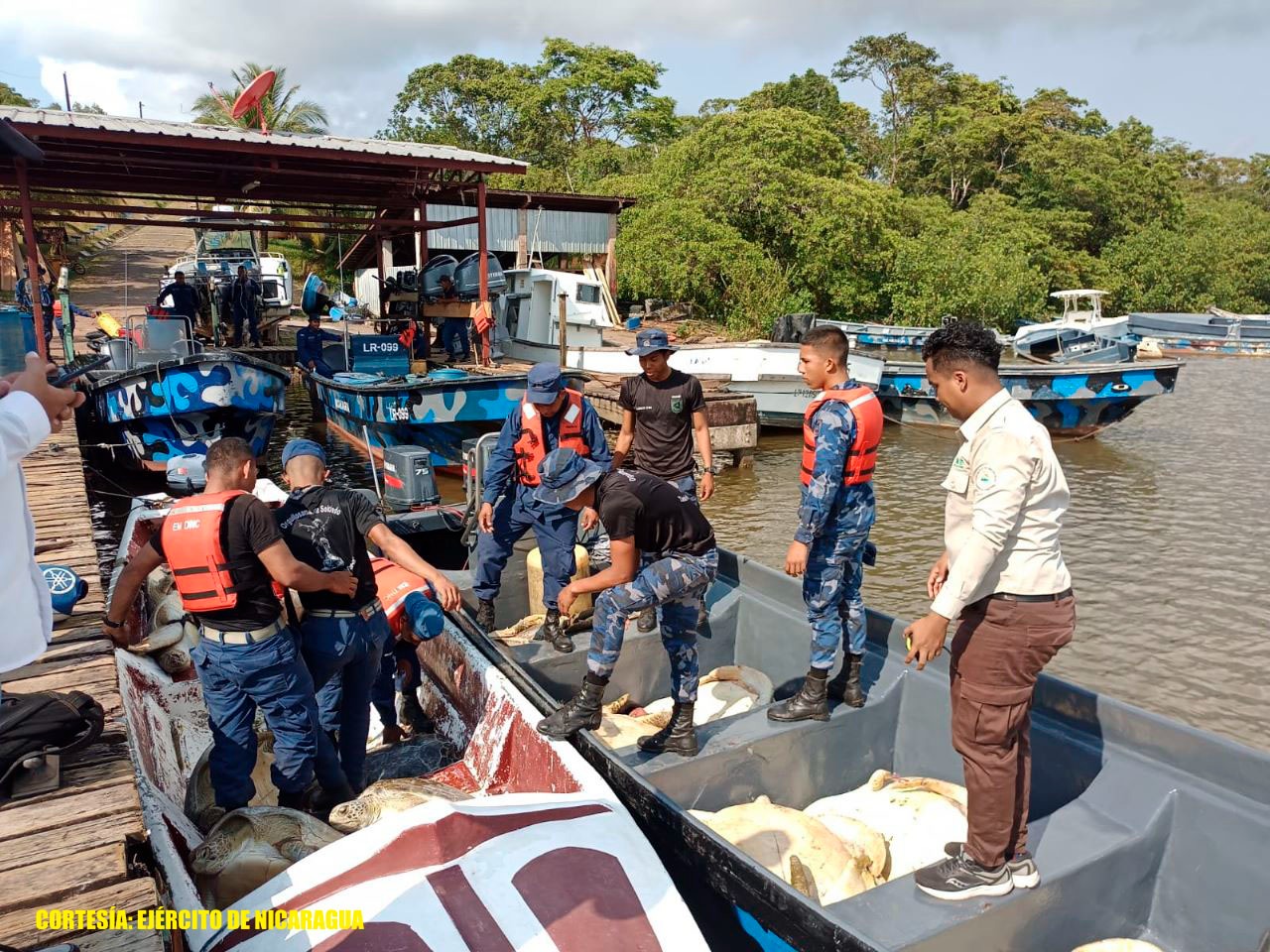 Fuerza Naval nicaragüense decomisa 26 tortugas verdes y 4 sacos que contenían pepino de mar, trasladados de manera ilegal