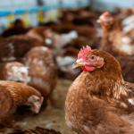 Declaran estado de emergencia por gripe aviar en Bíobio, Chile