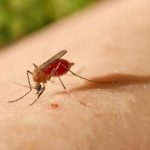 Suben a 139 los casos de malaria en Huetar Caribe, Costa Rica