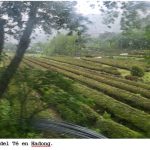 Nicaragua participa en exposición mundial del té de Hadong