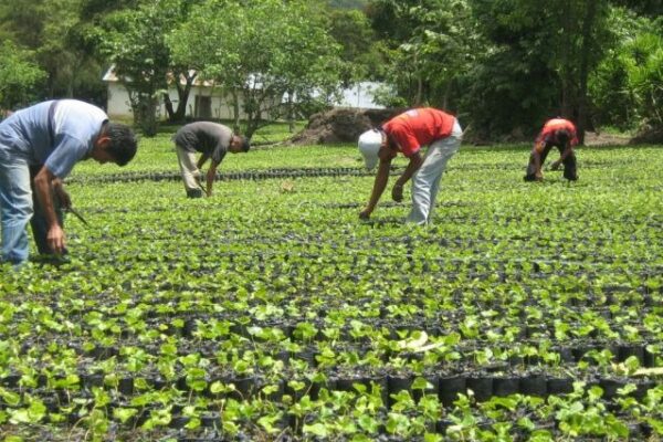 Sector Agropecuario fortaleciendo la economía familiar