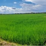 Nicaragua registra buen avance de siembra de arroz de riego y altas expectativas de arroz secano