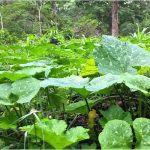 Presentan alternativas de técnicas agroecológicas para el cultivo del pipián