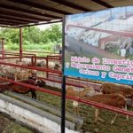 Inauguran nueva granja de experimentación en ganado ovino y caprino en Managua