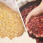 Cosecha de Maíz y frijol registran buen comportamiento en el ciclo agrícola 2023/2024