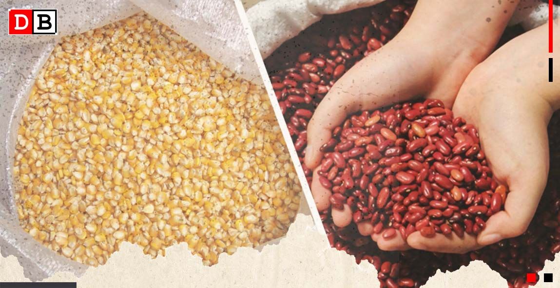 Cosecha de Maíz y frijol registran buen comportamiento en el ciclo agrícola 2023/2024