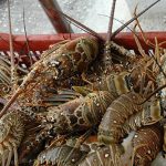 Nicaragua avanza en pesca sostenible de langostas del Caribe