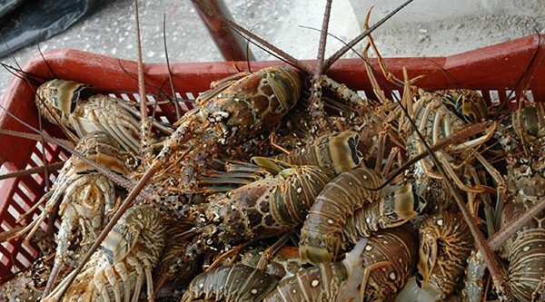 Nicaragua avanza en pesca sostenible de langostas del Caribe