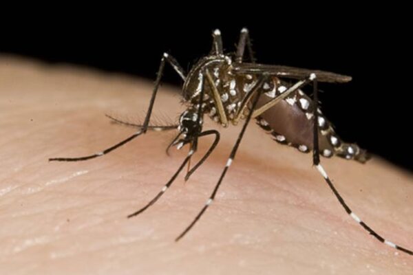 Dengue y Malaria presentan incrementos preocupantes, mientras que Neumonía muestra disminución