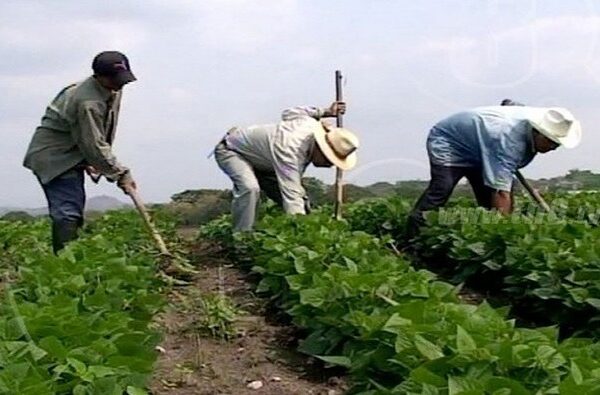 Producción nacional en Nicaragua con buen comportamiento