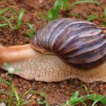 Caracol gigante africano es interceptado en Nicaragua: Medidas de Bioseguridad Reforzadas