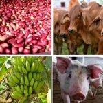 Producción Agropecuaria Exportadora en Nicaragua: Motor del Desarrollo Económico en el Campo