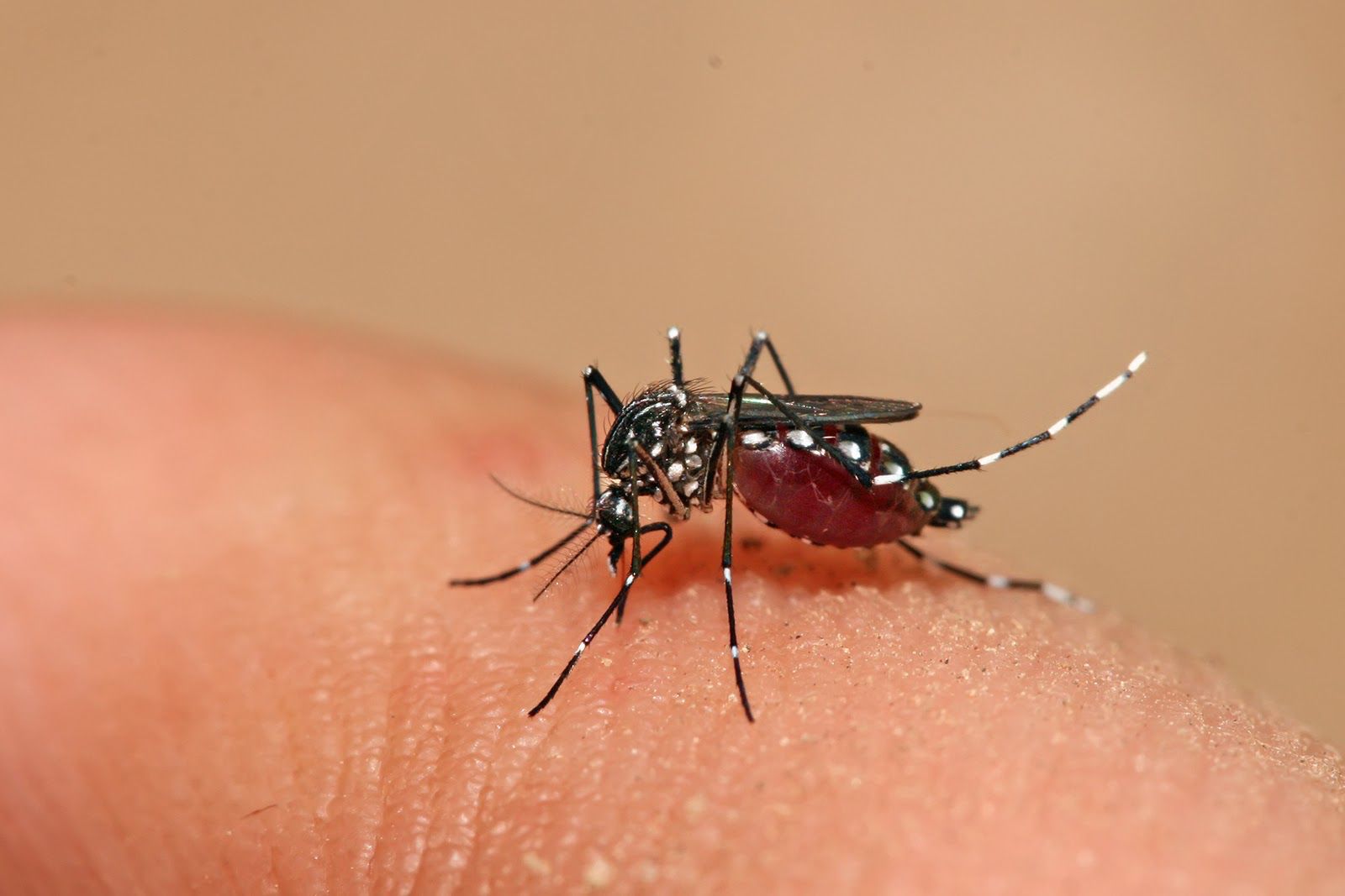 Nicaragua reporta disminución de contagios de Malaria, Dengue y Neumonía