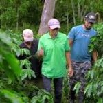 Frente a la Crisis de CISA: Nicaragua Muestra Resiliencia en su Industria Cafetalera