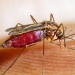 Nicaragua presenta descensos significativos en múltiples enfermedades epidémicas